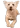 Chien