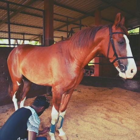 Groom caring for a boarded horse at Vonfidel Ranch in Sri Lanka