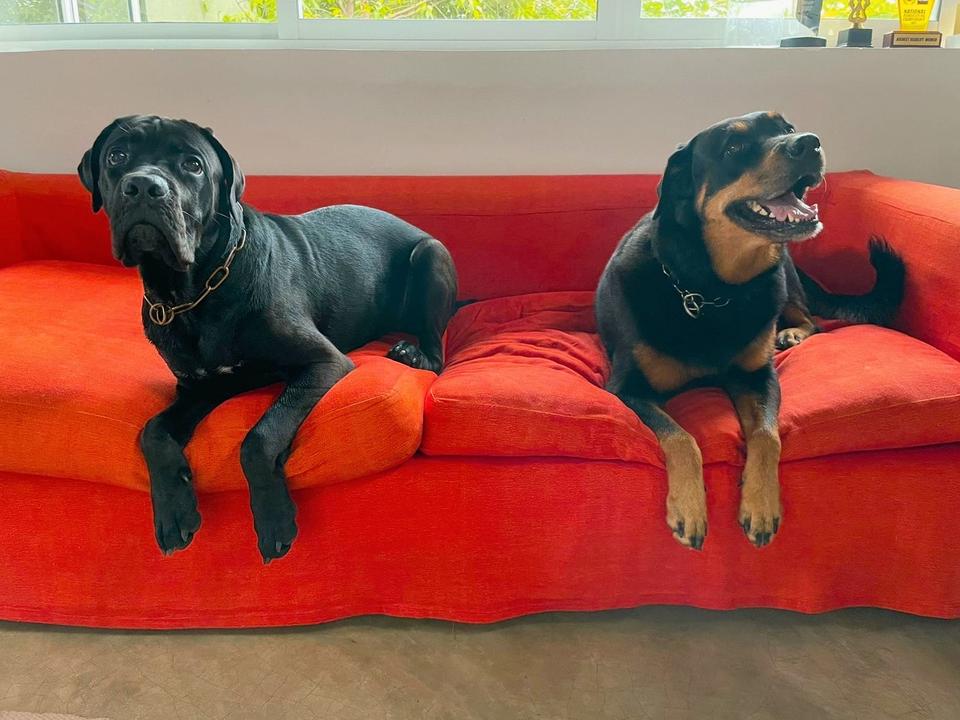 Two trained dogs resting calmly in a home after VONFIDEL K9 obedience training