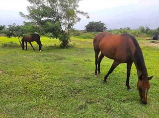 Boarded horses grazing in green paddocks at Vonfidel Ranch