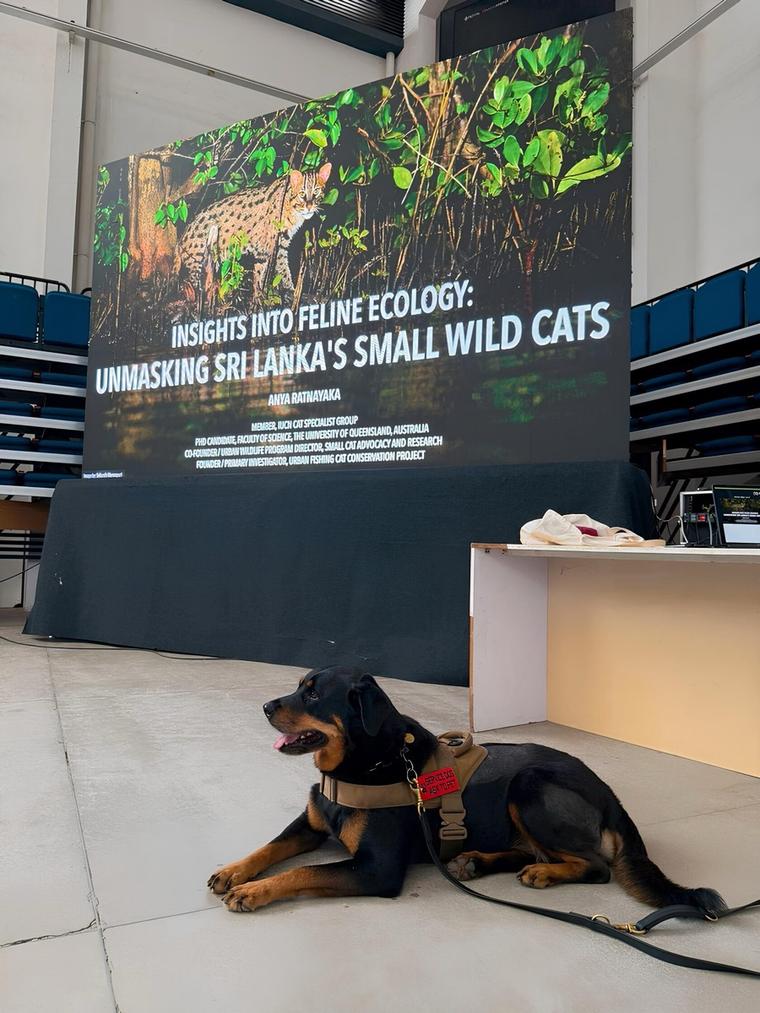 Trained Rottweiler holding a standby prone position during VONFIDEL K9 obedience training