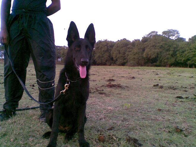 Black shepherd-type dog sitting beside a handler in an open field
