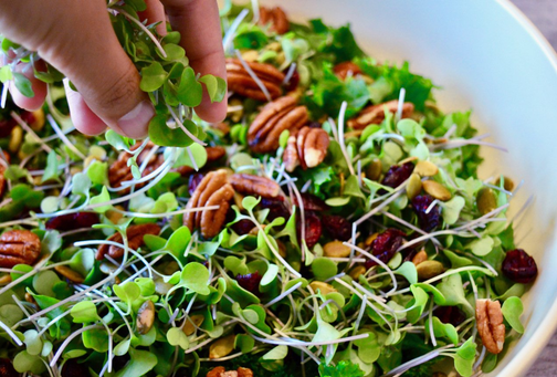 Image showcasing What Microgreens Should I Put in Salads? Top Picks for Fresh and ...