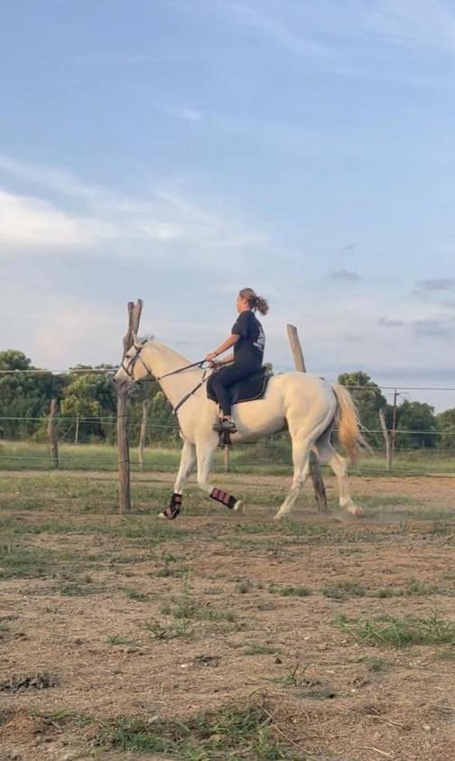 White horse moving calmly under saddle during training at Vonfidel Ranch