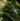 Calendula Nettle Extract