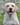 yellow labrador, палевый лабрадор, Balrion Weathertop, Ramsayville Route Sixty-Syx
