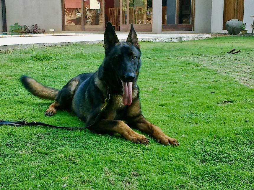 VONFIDEL K9 trained German Shepherd working calmly in an estate environment