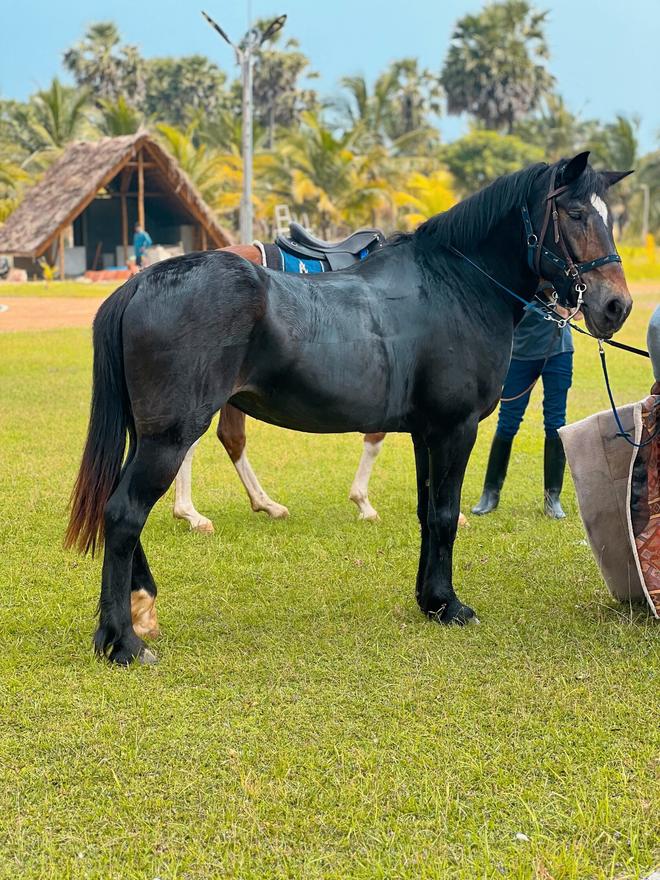 Black horse standing calmly on grass at Vonfidel Ranch in Sri Lanka.