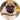 price Pug and French Bulldog grooming 