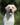 Sudeo Deacon Brodie, Linjor Wich Master, Guideline's Mastercapd, Sandylands, Ramsayville Route Sixty Six, yellow labrador, палевый лабрадор
