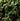 Thyme
