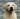 yellow labrador, желтый лабрадор