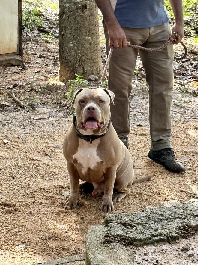 Pit-type dog under controlled handling during behaviour assessment in Sri Lanka