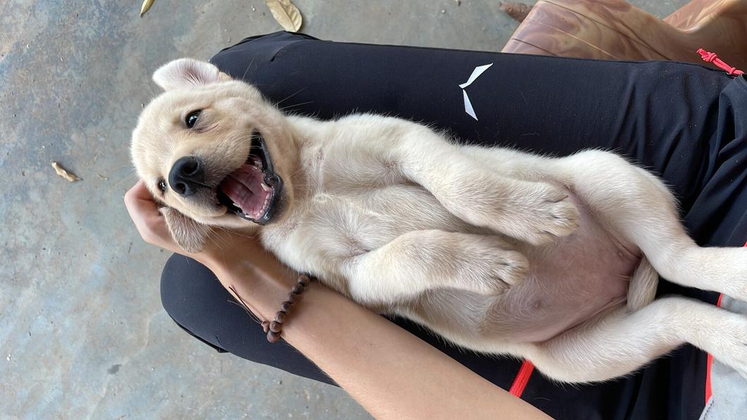 Young Labrador puppy during calm VONFIDEL K9 handling and development training