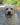 Sudeo Deacon Brodie, Linjor Wich Master, Guideline's Mastercapd, Sandylands, Ramsayville Route Sixty Six, yellow labrador, палевый лабрадор