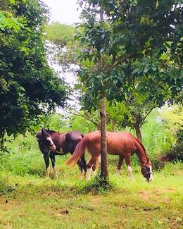 Horses grazing and socializing under trees in paddocks at Vonfidel Ranch