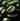 Green Coffee Extract