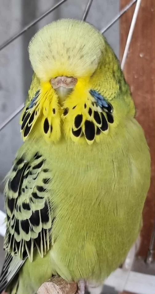 Bird sales