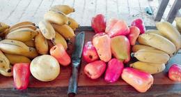 Cashew fruits, passion fruit, and several varieties of bananas arranged at Vonfidel Ranch