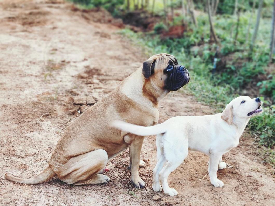 Adult Bullmastiff and Labrador puppy during controlled VONFIDEL K9 socialisation training