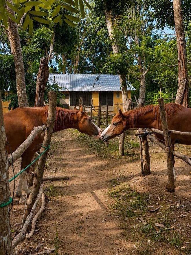 Horses in a shaded paddock at Vonfidel Ranch in eastern Sri Lanka