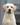 yellow labrador, палевый лабрадор