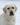 Sudeo Deacon Brodie, Linjor Wich Master, Guideline's Mastercapd, Sandylands, Ramsayville Route Sixty Six, yellow labrador, палевый лабрадор
