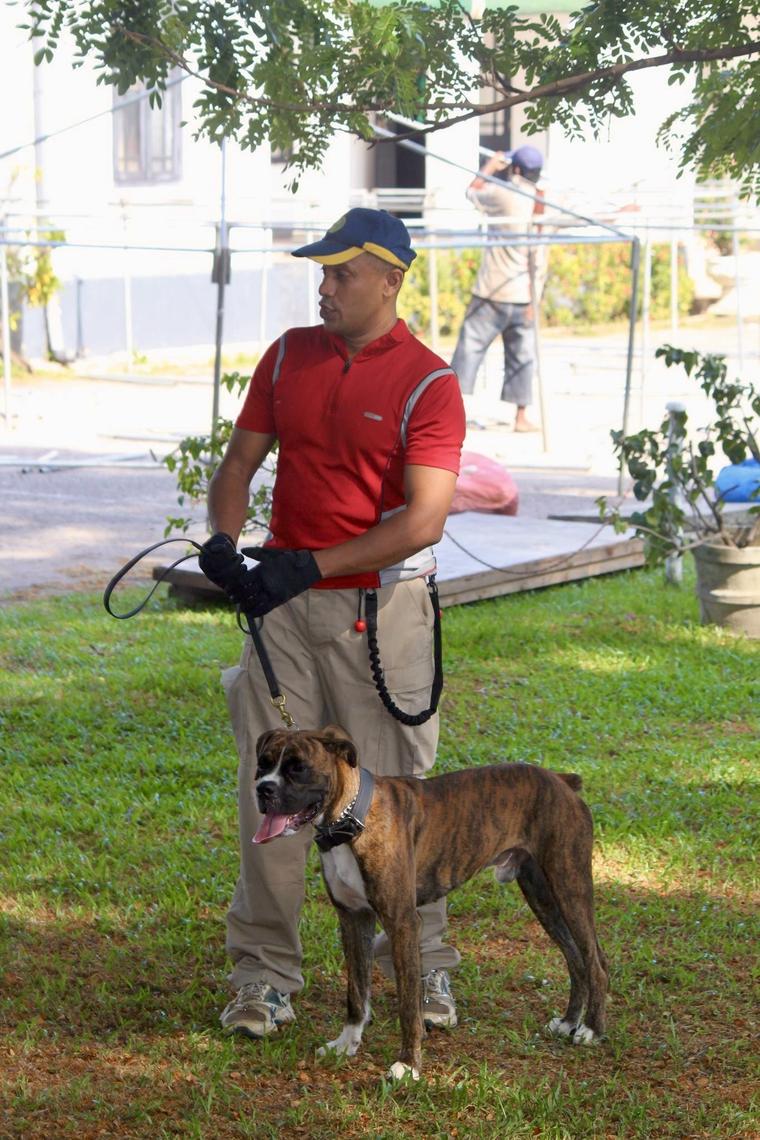 Handler holding a lead beside a brindle dog on grass