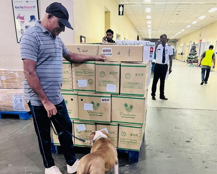 Handler guiding a detection dog around stacked cargo cartons in an airport handling area