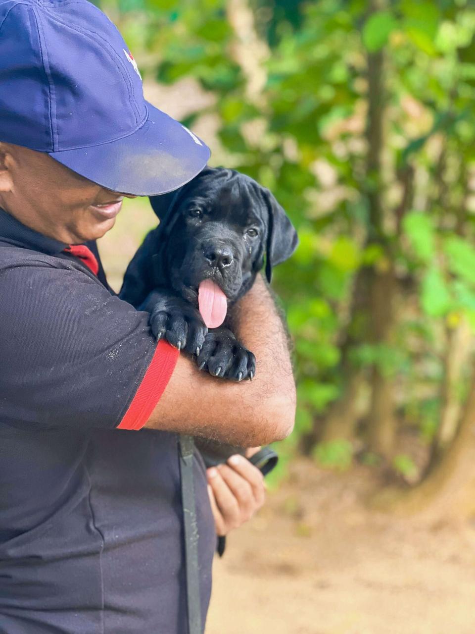Cane Corso puppy receiving calm handling during VONFIDEL K9 puppy development training