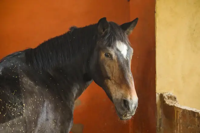 Dark bay horse standing in a terracotta stable doorway at Vonfidel Ranch in Sri Lanka