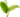 tropical leaves