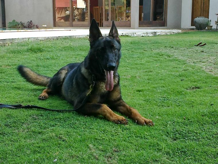 Working-line German Shepherd during controlled VONFIDEL K9 fieldwork at a Sri Lankan residence