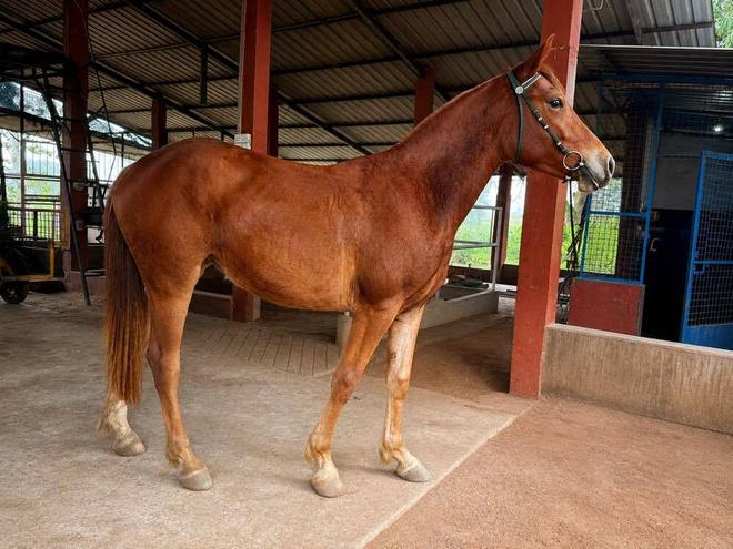 Young horse being calmly prepared in the stable area at Vonfidel Ranch in eastern Sri Lanka